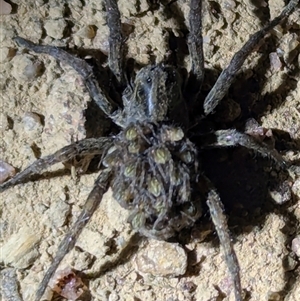 Lycosidae (family) at Kambah, ACT - 16 Nov 2024