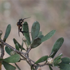 Bibio imitator (Garden maggot) at Murrumbateman, NSW by SimoneC