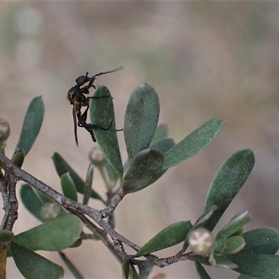 Bibio imitator (Garden maggot) at Murrumbateman, NSW - 13 Nov 2024 by SimoneC