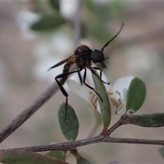 Bibio imitator at Murrumbateman, NSW - 13 Nov 2024