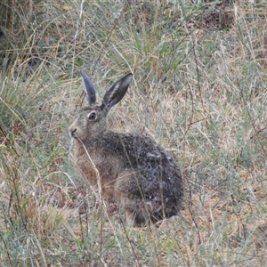 Lepus capensis at Kambah, ACT - 17 Nov 2024