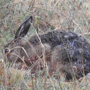 Lepus capensis at Kambah, ACT - 17 Nov 2024