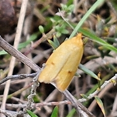 Endeolena aurinatella (A concealer moth) at Gundary, NSW - 17 Nov 2024 by trevorpreston