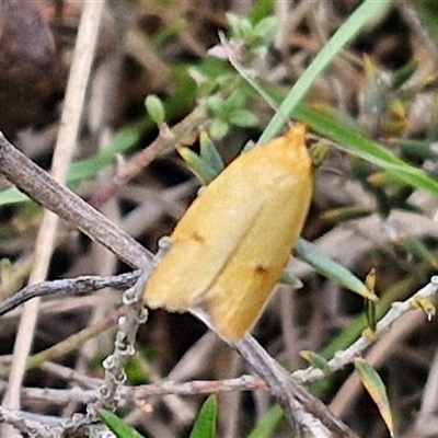 Endeolena aurinatella (A concealer moth) at Gundary, NSW - 17 Nov 2024 by trevorpreston