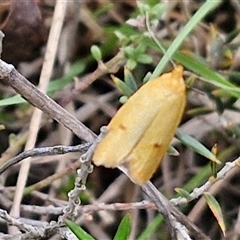 Endeolena aurinatella at Gundary, NSW - 17 Nov 2024