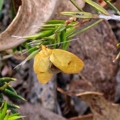 Endeolena aurinatella at Gundary, NSW - 17 Nov 2024