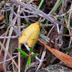 Endeolena aurinatella at Gundary, NSW - 17 Nov 2024 02:21 PM