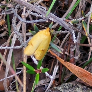 Endeolena aurinatella at Gundary, NSW - 17 Nov 2024