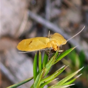 Endeolena aurinatella at Gundary, NSW - 17 Nov 2024