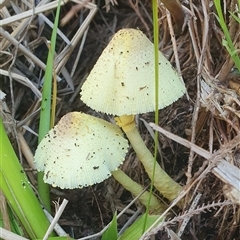 Leucocoprinus birnbaumii (Plantpot Dapperling) at Shark Creek, NSW - 17 Nov 2024 by Topwood