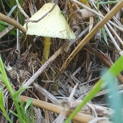 Leucocoprinus birnbaumii at Shark Creek, NSW - 17 Nov 2024