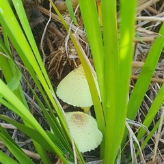 Leucocoprinus birnbaumii at Shark Creek, NSW - 17 Nov 2024