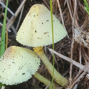 Leucocoprinus birnbaumii at Shark Creek, NSW - 17 Nov 2024