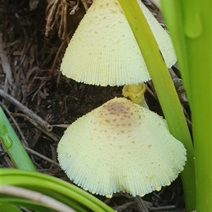 Leucocoprinus birnbaumii at Shark Creek, NSW - 17 Nov 2024