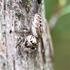 Opisthoncus sp. (genus) (Unidentified Opisthoncus jumping spider) at Lyneham, ACT - 17 Nov 2024 by Hejor1