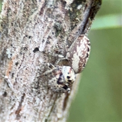 Opisthoncus sp. (genus) at Lyneham, ACT - 17 Nov 2024 02:07 PM