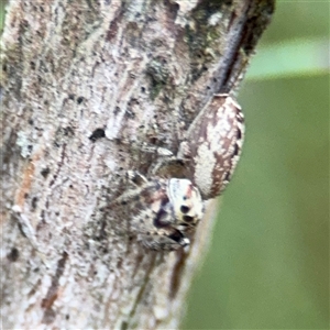 Opisthoncus sp. (genus) at Lyneham, ACT - 17 Nov 2024 02:07 PM