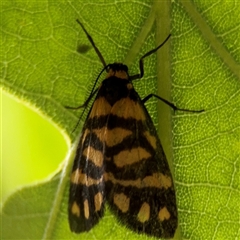 Asura lydia (Lydia Lichen Moth) at Lyneham, ACT - 17 Nov 2024 by Hejor1