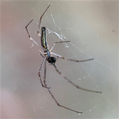 Tetragnatha sp. (genus) (Long-jawed spider) at Lyneham, ACT - 17 Nov 2024 by Hejor1