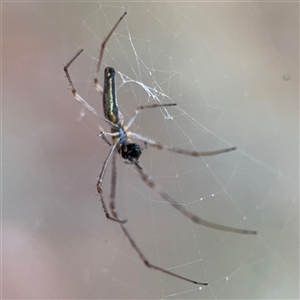 Tetragnatha sp. (genus) (Long-jawed spider) at Lyneham, ACT by Hejor1