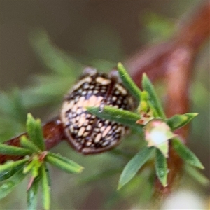 Paropsis pictipennis at Lyneham, ACT - 17 Nov 2024