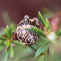 Paropsis pictipennis at Lyneham, ACT - 17 Nov 2024