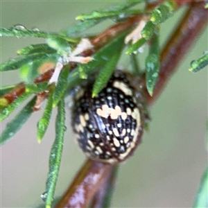 Paropsis pictipennis at Lyneham, ACT - 17 Nov 2024