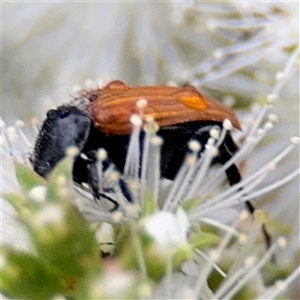 Phyllotocus rufipennis at Lyneham, ACT - 17 Nov 2024 02:00 PM