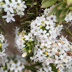 Myoporum parvifolium (Creeping Myoporum) at Lyneham, ACT - 17 Nov 2024 by Hejor1