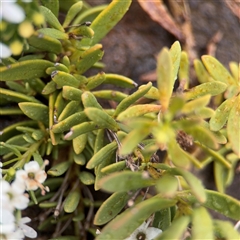 Myoporum parvifolium at Lyneham, ACT - 17 Nov 2024