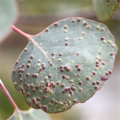 Ophelimus maskellii (Eucalyptus Gall Wasp) at Lyneham, ACT - 17 Nov 2024 by Hejor1