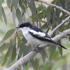 Lalage tricolor (White-winged Triller) at Kambah, ACT - 17 Nov 2024 by HelenCross