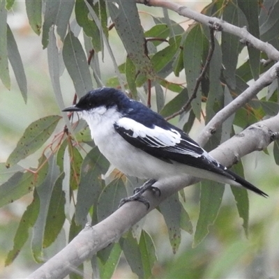 Lalage tricolor (White-winged Triller) at Kambah, ACT - 16 Nov 2024 by HelenCross