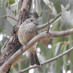 Pachycephala rufiventris (Rufous Whistler) at Kambah, ACT - 16 Nov 2024 by HelenCross