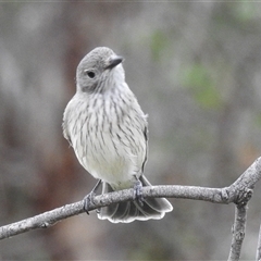 Pachycephala rufiventris at Kambah, ACT - 17 Nov 2024 09:05 AM