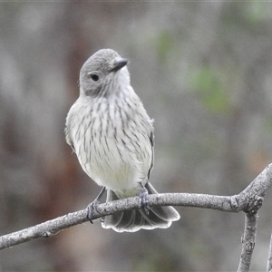 Pachycephala rufiventris at Kambah, ACT - 17 Nov 2024