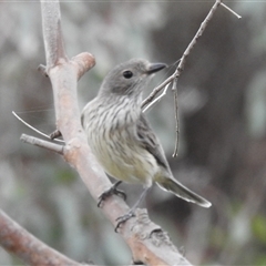 Pachycephala rufiventris at Kambah, ACT - 17 Nov 2024