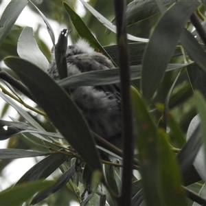 Pachycephala rufiventris at Kambah, ACT - 17 Nov 2024