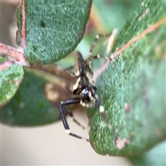 Helpis minitabunda (Threatening jumping spider) at Lyneham, ACT - 17 Nov 2024 by Hejor1