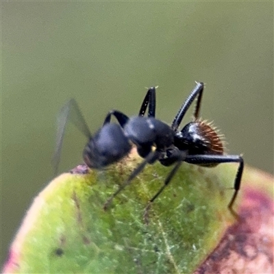 Camponotus aeneopilosus (A Golden-tailed sugar ant) at Lyneham, ACT - 17 Nov 2024 by Hejor1