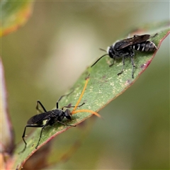 Fabriogenia sp. (genus) at Lyneham, ACT - 17 Nov 2024