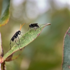 Fabriogenia sp. (genus) at Lyneham, ACT - 17 Nov 2024