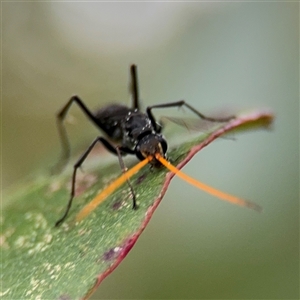 Fabriogenia sp. (genus) at Lyneham, ACT - 17 Nov 2024