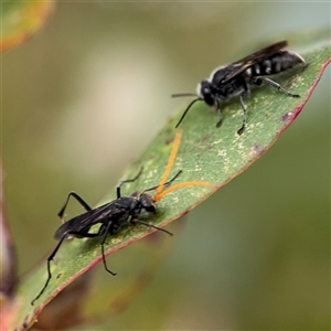 Fabriogenia sp. (genus) at Lyneham, ACT - 17 Nov 2024