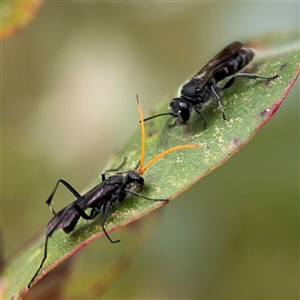 Pison sp. (genus) (Black mud-dauber wasp) at Lyneham, ACT by Hejor1