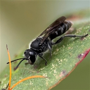 Pison sp. (genus) at Lyneham, ACT - 17 Nov 2024 01:48 PM