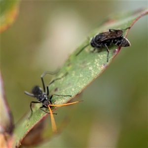 Pison sp. (genus) at Lyneham, ACT - 17 Nov 2024 01:48 PM