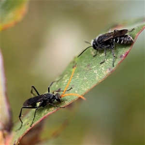 Pison sp. (genus) at Lyneham, ACT - 17 Nov 2024 01:48 PM