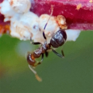 Papyrius sp. (genus) at Lyneham, ACT - 17 Nov 2024