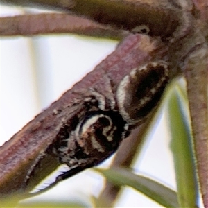 Opisthoncus sp. (genus) at Lyneham, ACT - 17 Nov 2024